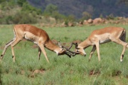 impala (26)